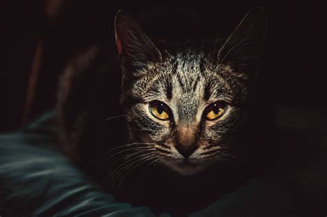 999 Dark Cat Pictures Download Free Images On Unsplash