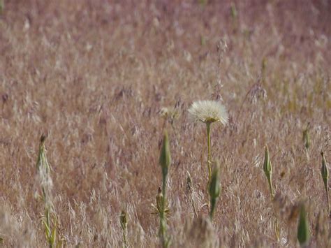 Western Salsify Seed Head Photograph By Trance Blackman