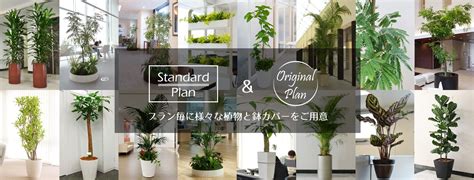 観葉植物レンタルのグリーンポケット～オフィス緑化～