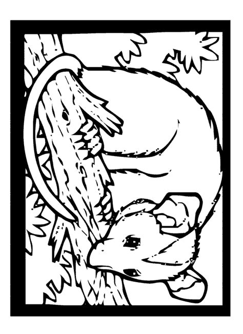 Possum coloring page - Animals Town - Free Possum color sheet