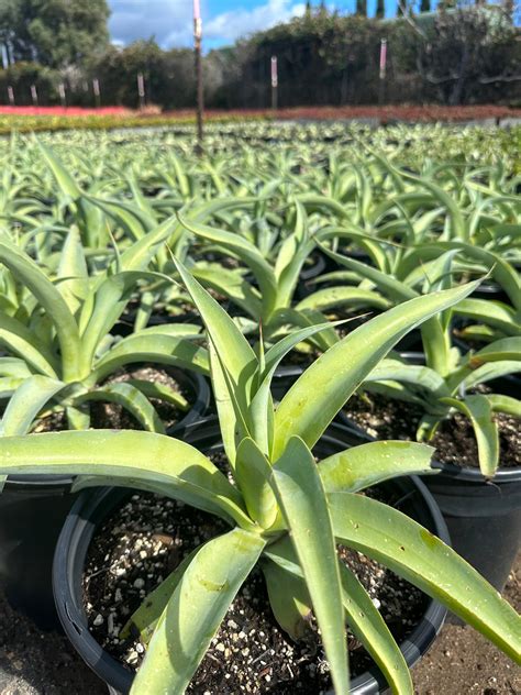 Agave 'Blue Glow' - Devil Mountain Wholesale Nursery