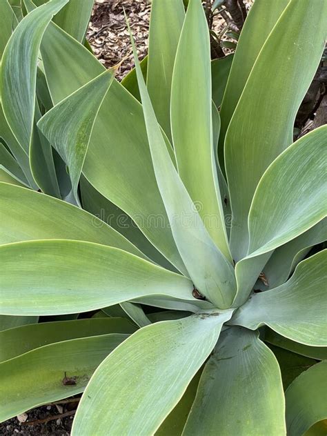 Foto De La Planta Agave Attenuata Foto De Archivo Imagen De Planta