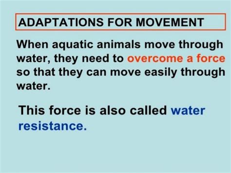 Aquatic adaptations in birds and mammals