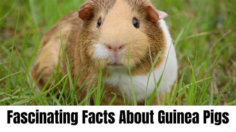 10 Fascinating Facts About Guinea Pigs Naturefaq