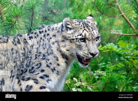 Snow leopard habitat hi-res stock photography and images - Alamy