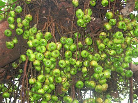 Ficus Nota Moraceae Image At Phytoimages Siu Edu