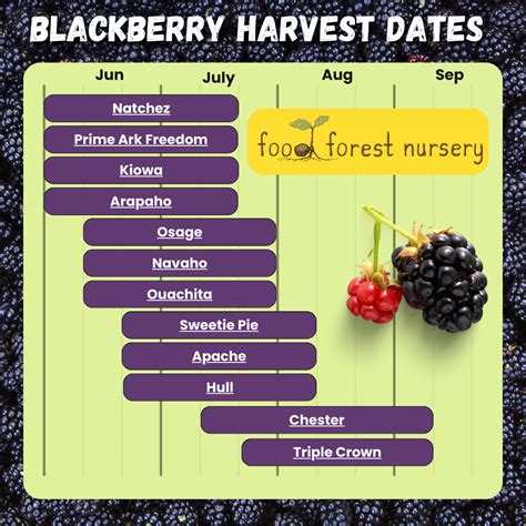 When Are Blackberries In Season Plant These Varieties To Extend Your