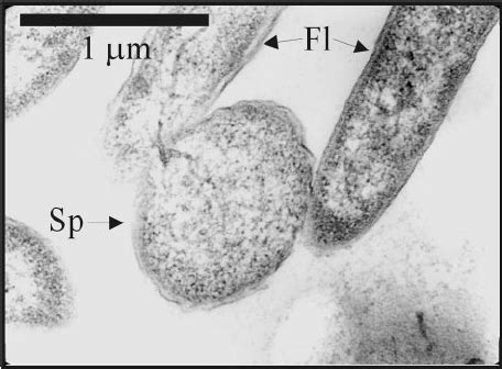 Ultrastructure Of S Oneidensis Mr Growing Exponentially At Two