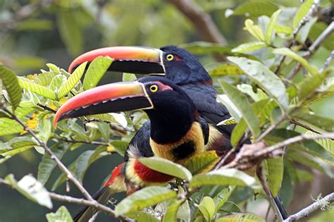 Tukane In Costa Rica Foto And Bild Tiere Wildlife Wild Lebende Vögel