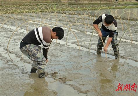 隆回羊古坳镇超级稻基地：瞄准“一季两收”，力夺高产稳产 邵阳 新湖南