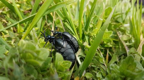 Bloemen Van Darwin Vogelgids De Fenolijn En Alle Overige Onderwerpen