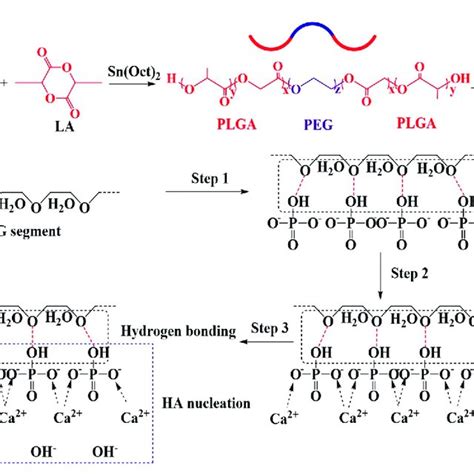 A The Structure Of Plga Peg Plga Copolymer B Schematic