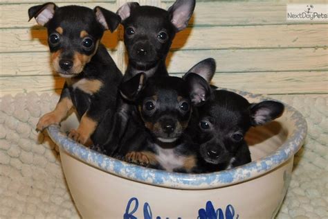 Sofia Xoloitzcuintli Puppy For Sale Near Houston Texas 615a777f 5da1