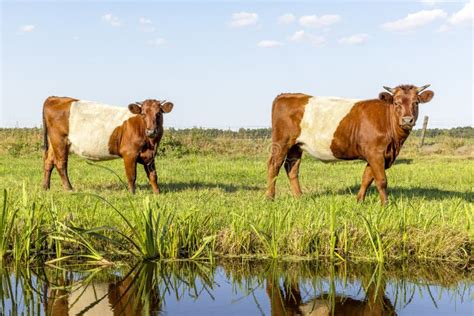 Lakenvelder Cows Dutch Belted Cattle With Horns Two Red And White