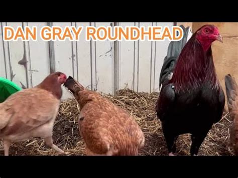 Dan Gray Roundhead Joe Goode Grey Tony Mtz Red Newark Farm Beautiful