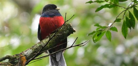 Day Classic Birding Safari In Uganda Journeys Uganda