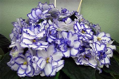 Фиалки, особенности и уход - FloraHimki.ru
