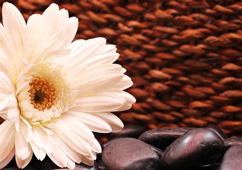 Kostenlose foto Gerbera Blütenblatt Blume Stillleben fotografie