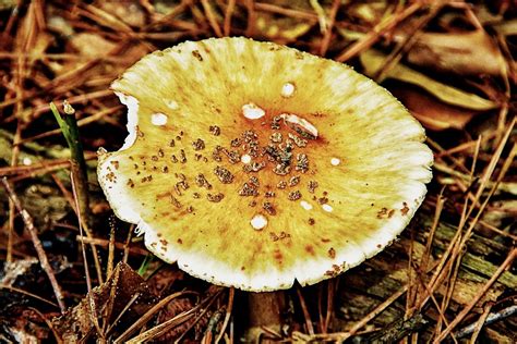 Fungi Amanita Amanitaceae Timmerman Trail Flickr