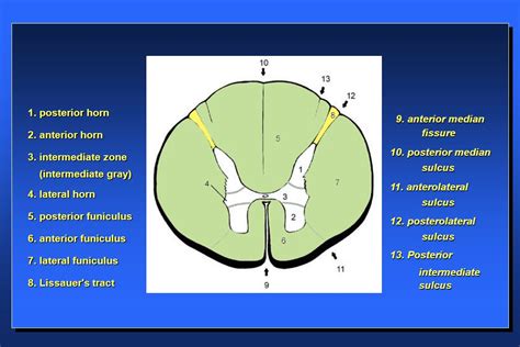 Lateral Funiculus