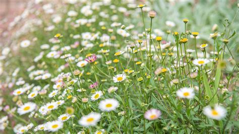 Erigeron Karvinskianus Maqu Plantas Del Maresme De Calidad