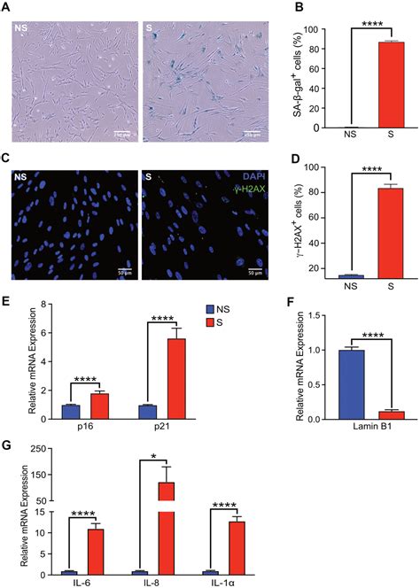 Enhanced Co Culture And Enrichment Of Human Natural Killer Cells For