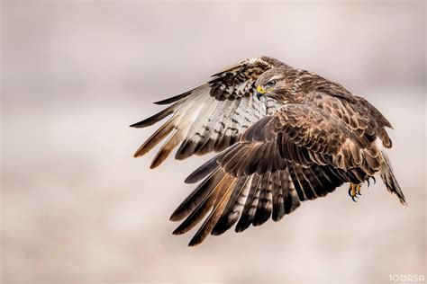 Common buzzard in flight by Ruzhdi Ibrahimi | 100ASA