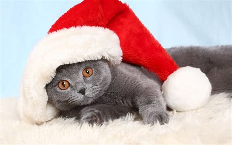 🔥 [70+] Christmas Cat Wallpapers | WallpaperSafari