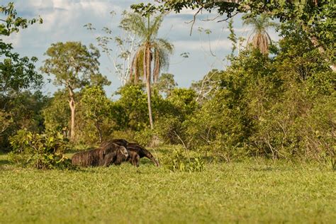 Giant Anteater — Global Conservation