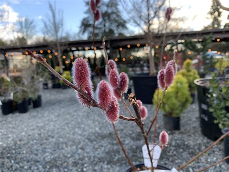 Salix Gracilistyla Mount Asos Wells Medina Nursery