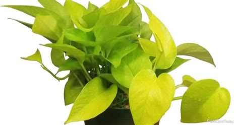 Neon Pothos Propagation Care Benefits And Problems