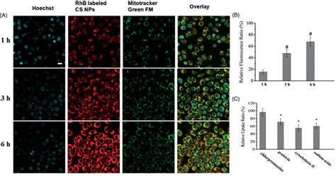 In Vitro Cellular Distribution Of Cs Nps After Incubating Smmc