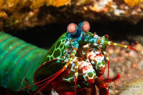 Mantis Shrimp Best Hd Wallpaper 74943 Baltana