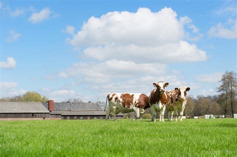 Sustainable Dairy Farms Also Performed Better Economically Wur