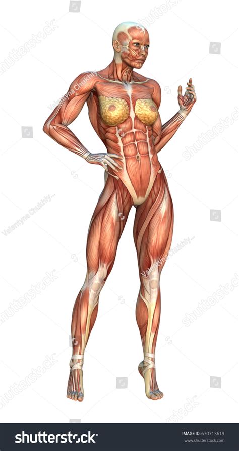 3d Rendering Female Figure Muscle Maps Stock Illustration 670713619