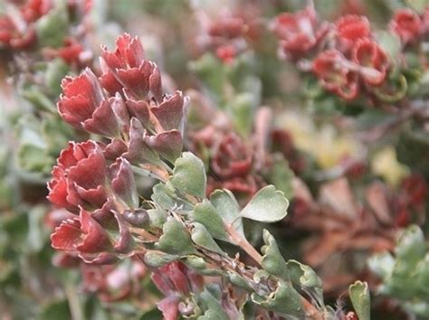 Adenanthos Cuneatus Wholesale Nursery Nurseries In Melbourne