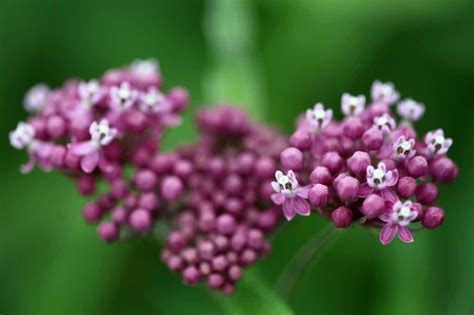 How To Grow Swamp Milkweed Planting And Care Farmhouse And Blooms In