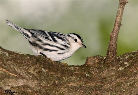 Black-and-white warbler - song / call / voice / sound.