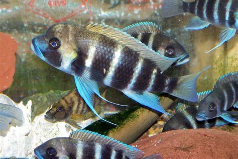 Cyphotilapia Frontosa Acuario Adictos