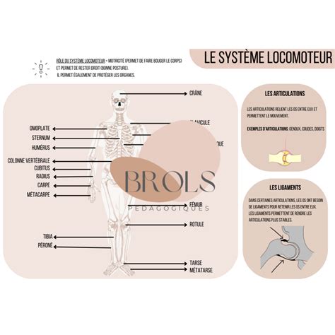 Le Syst Me Locomoteur Synth Se