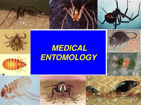 Ppt Medical Entomology Powerpoint Presentation Id 4639255