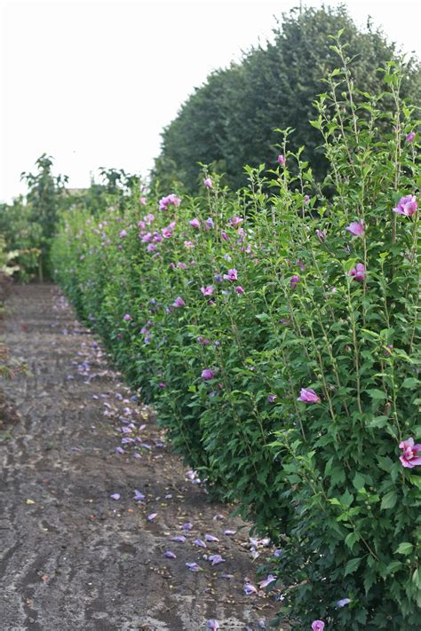 Purple Pillar® Rose Of Sharon Hibiscus Syriacus Proven Winners