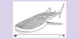 Whale Shark Mindfulness Colouring Page Profesor Hizo