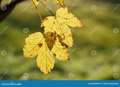 Leaves Of A Sycamore Maple Acer Pseudoplatanus With Yellow Autumn Color