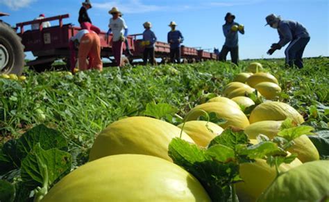 La Producci N De Mel N En Brasil Se Reducir Un Por Las Lluvias Y