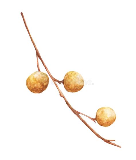 Longan Watercolor Illustration Tropical Fruit Hand Drawn On White