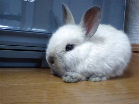 Second Hand Dwarf Rabbits In Ireland 57 Used Dwarf Rabbits