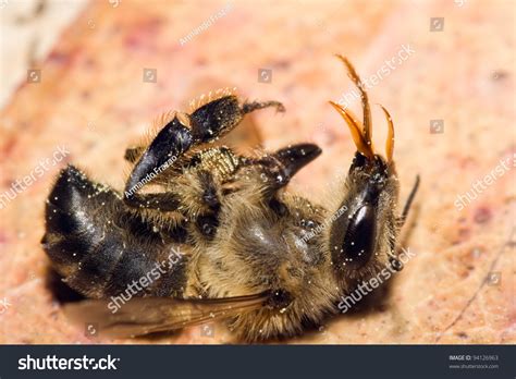 Dead Honey Bee Showing Many Details Stock Photo 94126963 Shutterstock