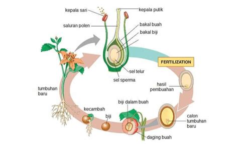 Perkembangbiakan Generatif Pada Tumbuhan Pembuahan Bunga