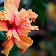 Orange Crush Double Hibiscus Photograph By Karon Melillo Devega Fine